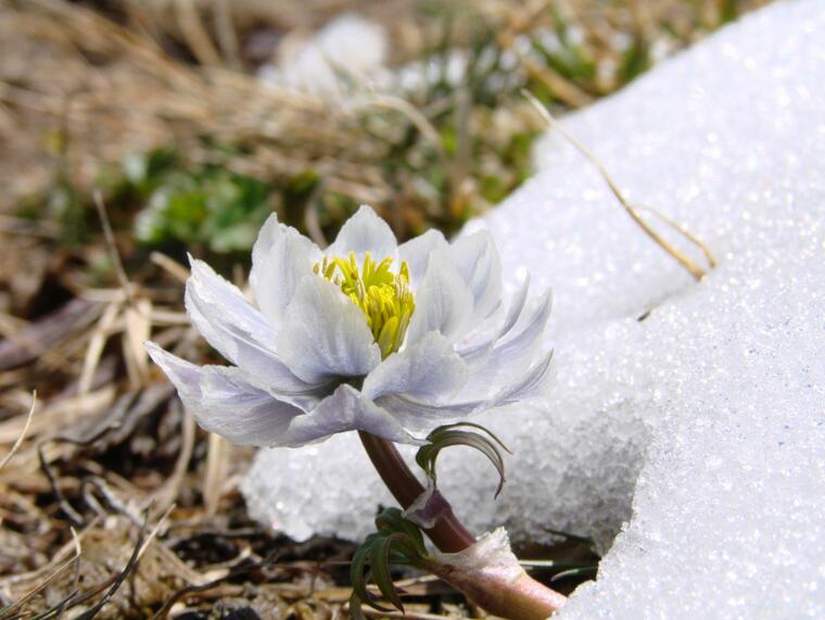 天山雪莲